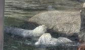 PICTURES/Oregon Coast Aquarium - Newport/t_Otters3.jpg